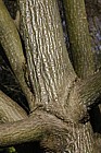 Acer capillipes