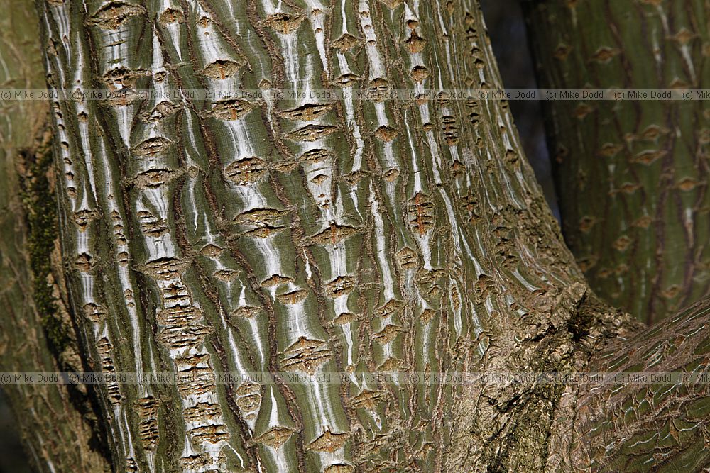 Acer capillipes