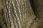 Acer capillipes
