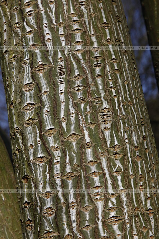 Acer capillipes