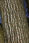 Acer capillipes