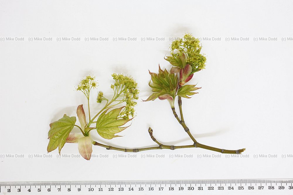 Acer cappadocicum Cappadocian Maple