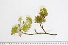 Acer cappadocicum Cappadocian Maple