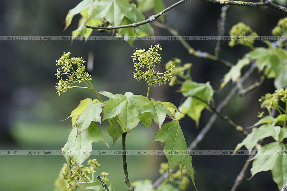 Acer cappadocicum Cappadocian maple