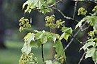 Acer cappadocicum Cappadocian maple