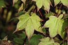 Acer cappadocicum Cappadocian maple