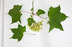 Acer cappadocicum Cappadocian Maple