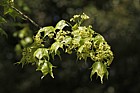 Acer cappadocicum ssp sinicum