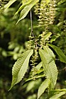Acer carpinifolium Hornbeam leaved maple