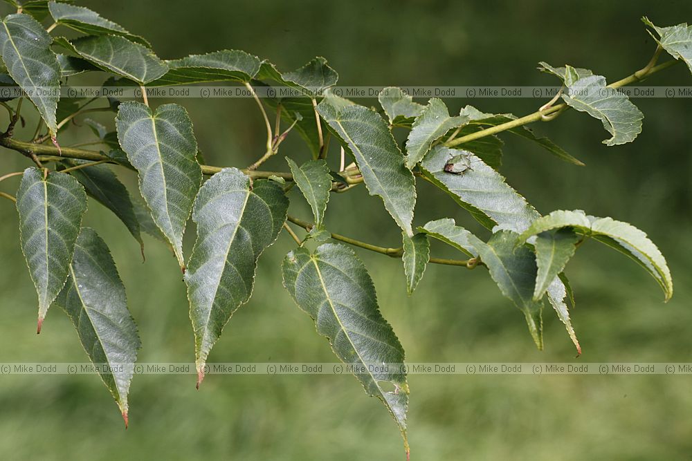 Acer caudatifolium