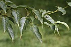 Acer caudatifolium