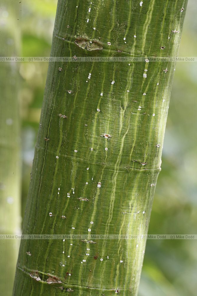 Acer caudatifolium