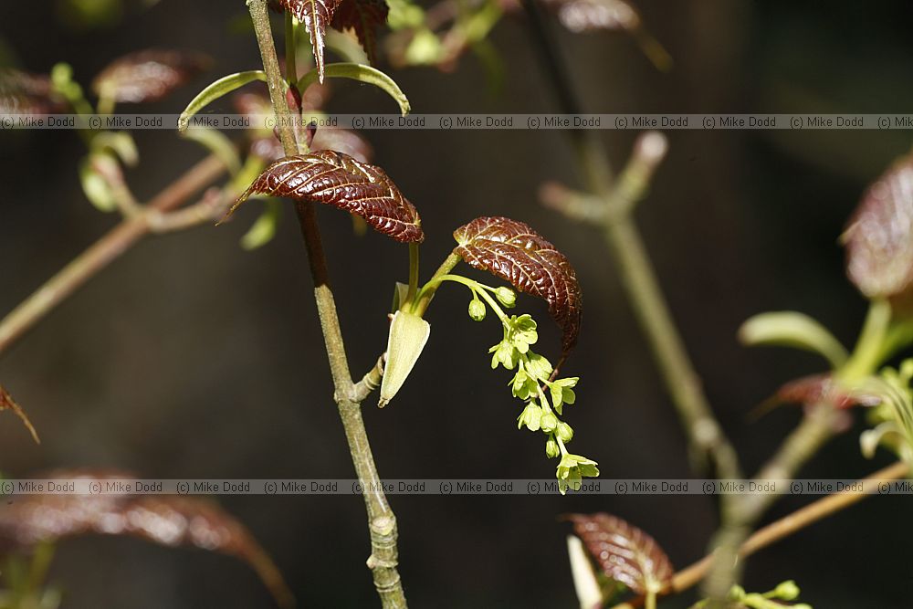 Acer davidii Pere David's maple