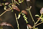 Acer davidii Pere David's maple