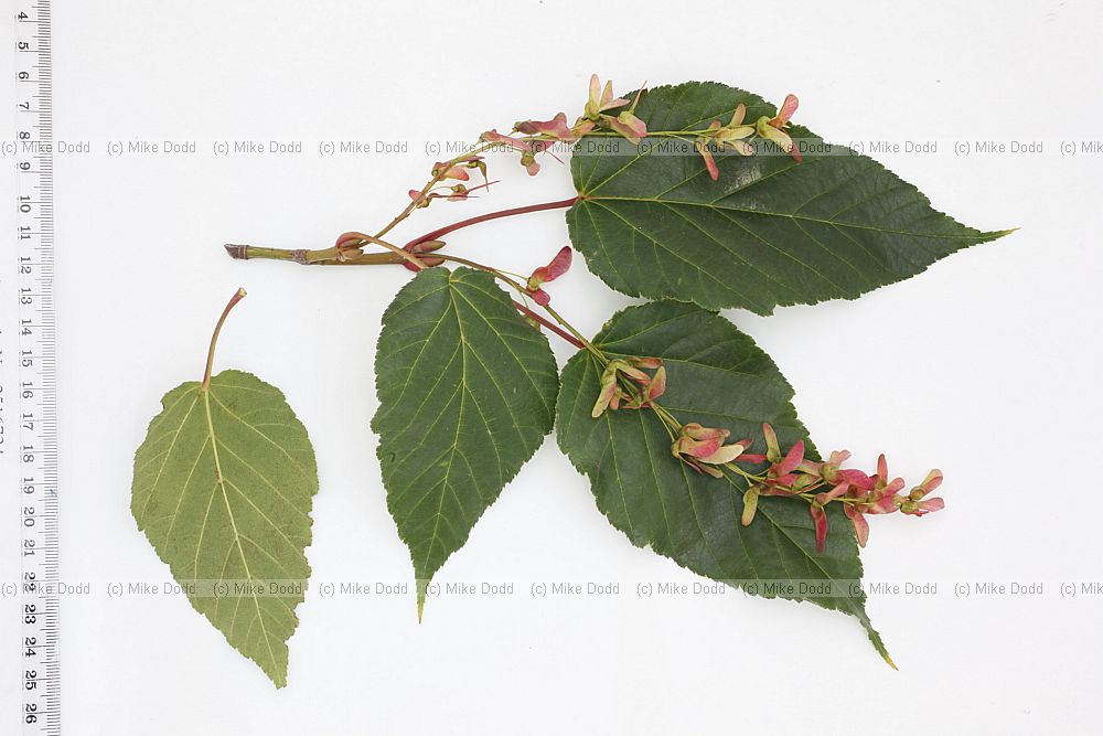 Acer davidii Pere David's Maple