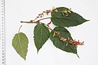 Acer davidii Pere David's Maple