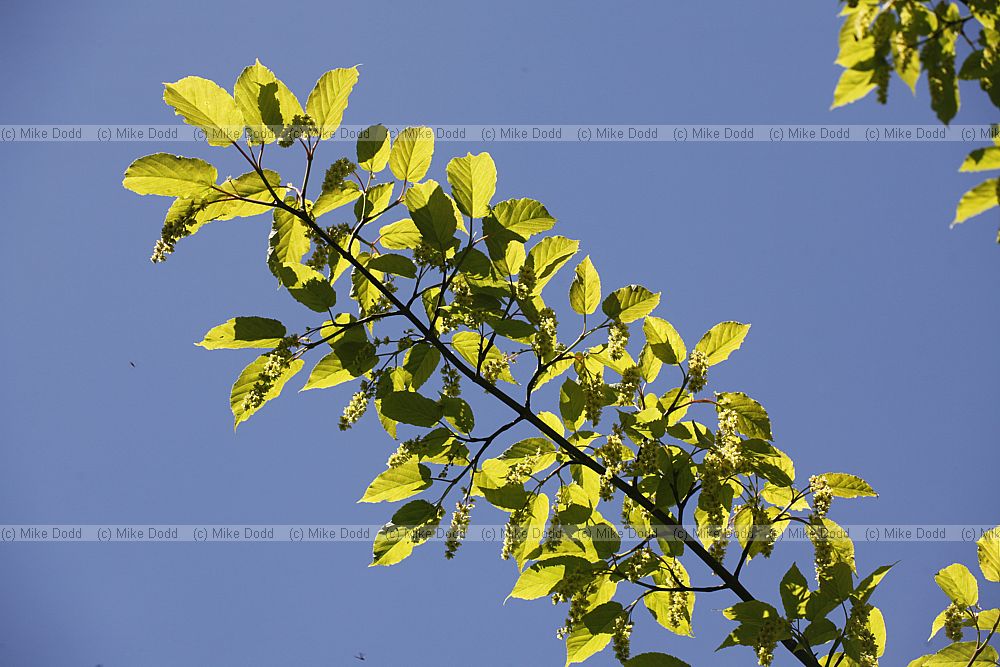 Acer davidii Pre David's Maple