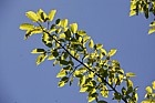 Acer davidii Pre David's Maple