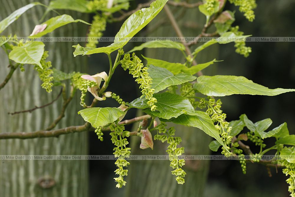 Acer davidii 'Cantonspark'