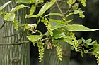 Acer davidii 'Cantonspark'