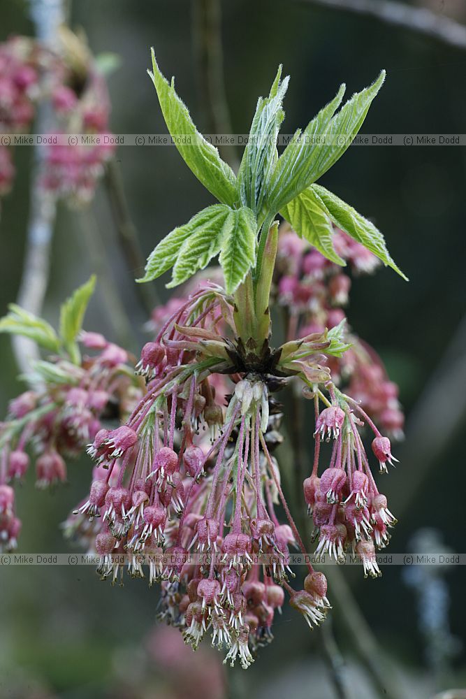 Acer diabolicum Horned maple