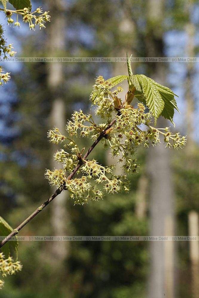 Acer franchetii