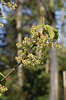 Acer franchetii