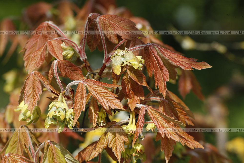 Acer griseum Paperbark Maple