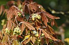 Acer griseum Paperbark Maple
