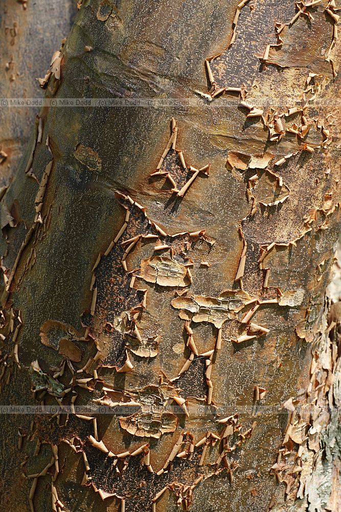 Acer griseum Paperbark Maple