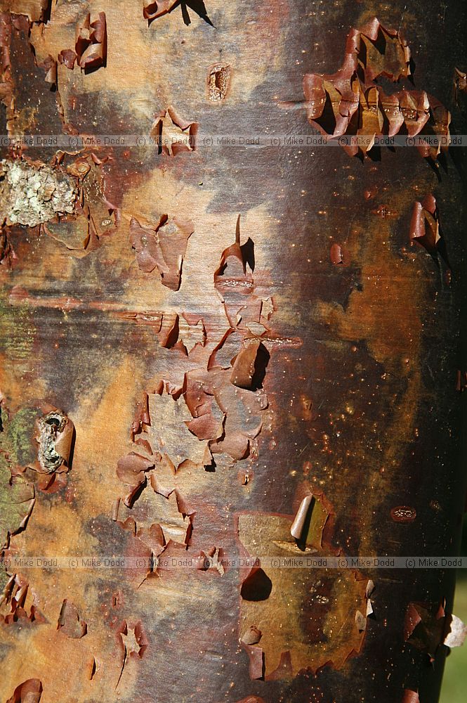 Acer griseum Paperbark maple