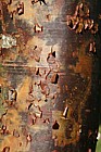 Acer griseum Paperbark maple