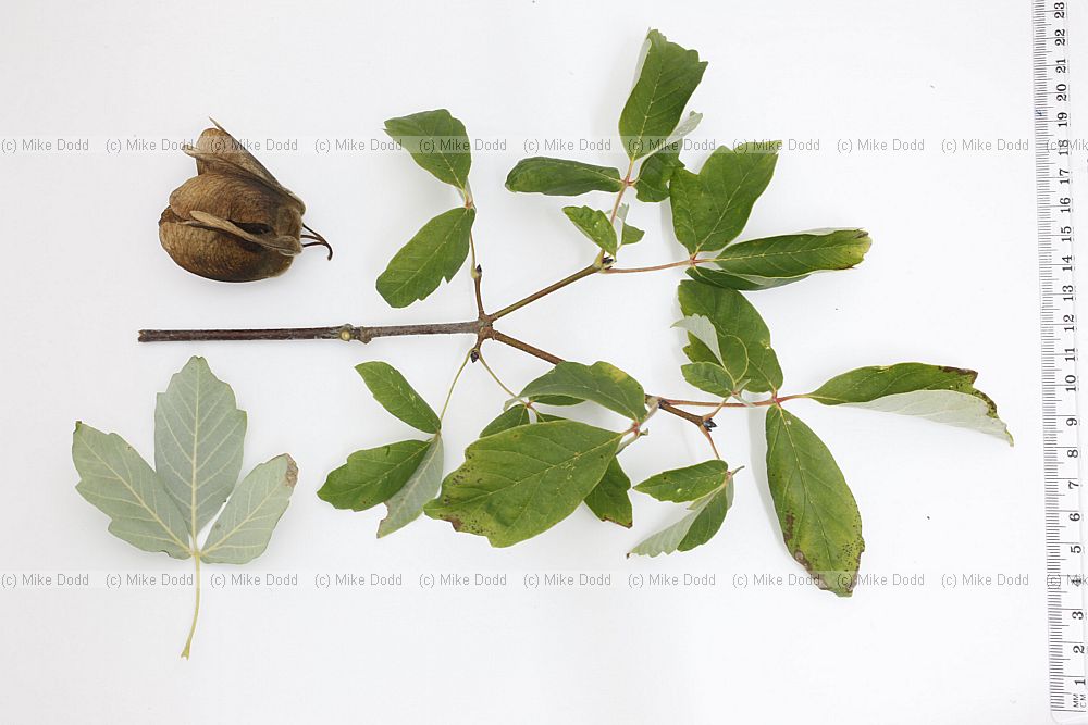 Acer griseum Paper-bark Maple