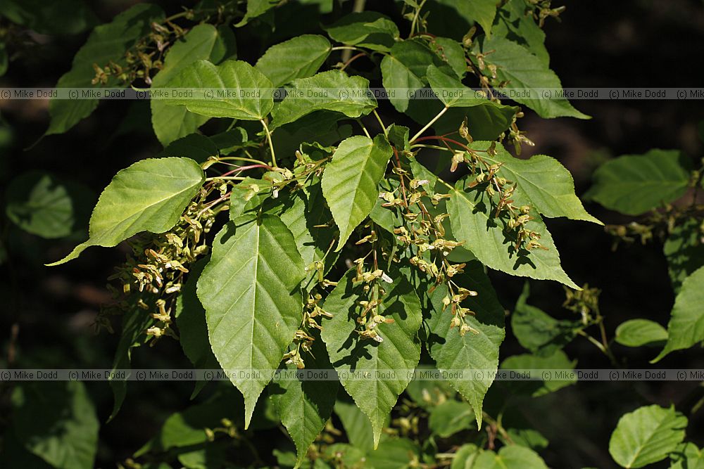 Acer grosseri var. hersii Hers's maple