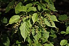 Acer grosseri var. hersii Hers's maple