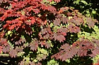 Acer japonicum