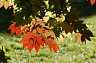 Acer japonicum