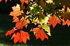 Acer japonicum