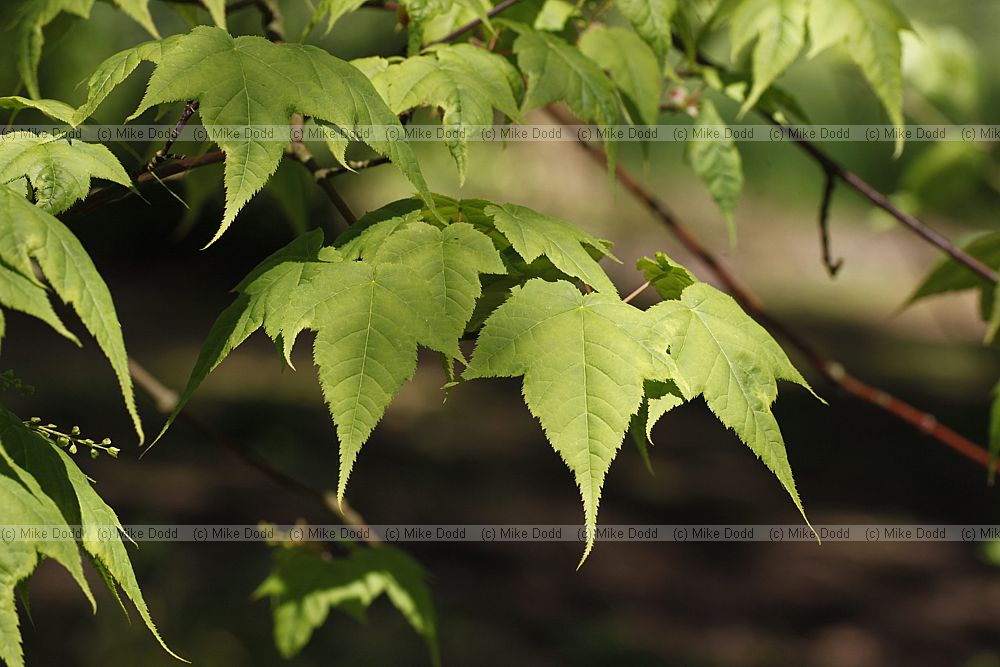 Acer laxiflorum