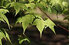 Acer laxiflorum