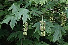 Acer macrophyllum Bigleaf maple