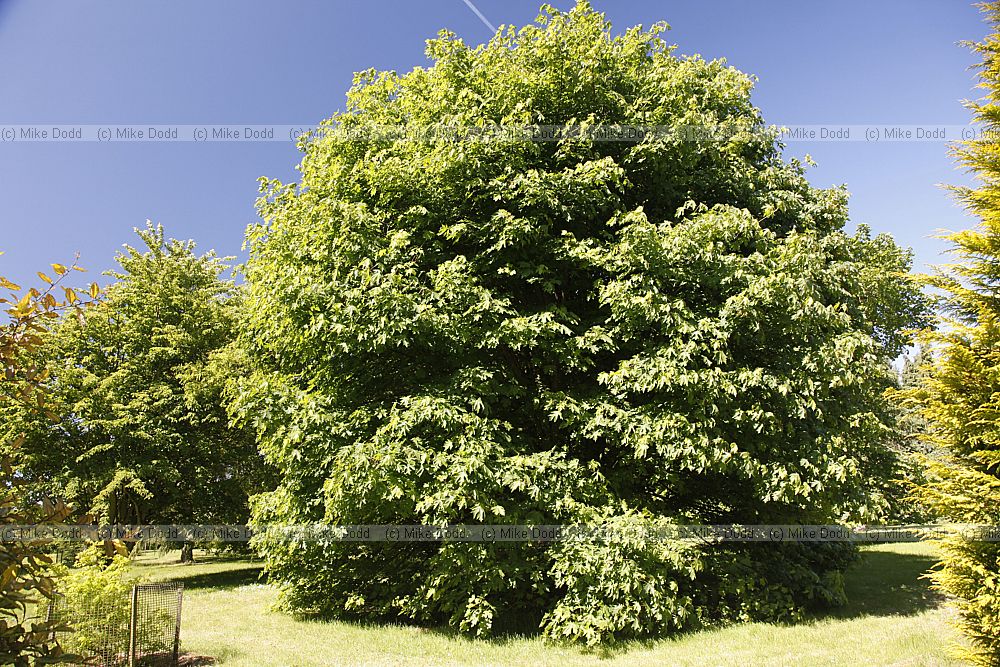 Acer macrophyllum Oregon maple