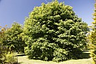 Acer macrophyllum Oregon maple