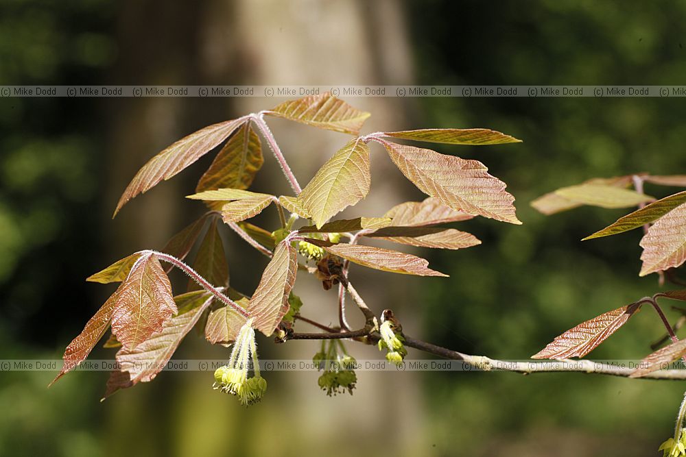 Acer maximowiczianum