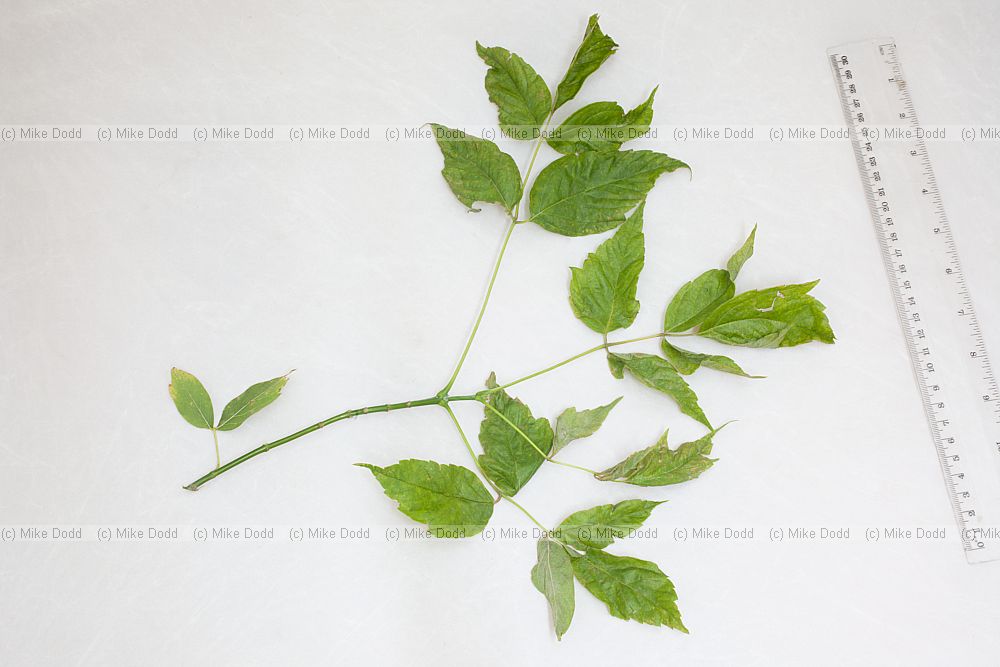 Acer negundo Box Elder a very untidy small tree with untidy foliage