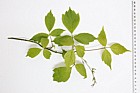 Acer negundo Box elder