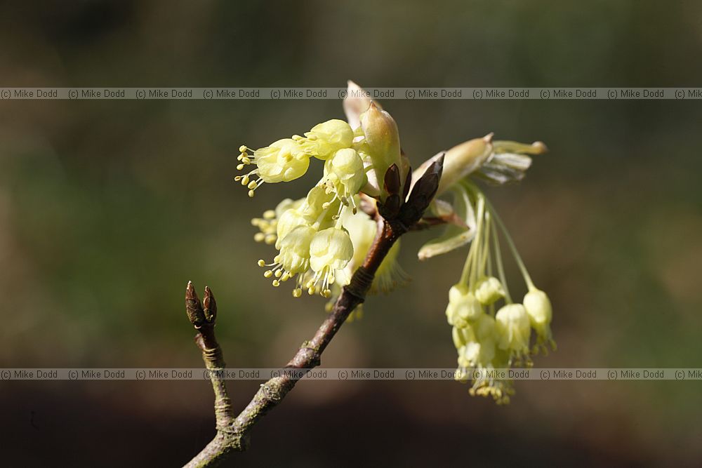 Acer opalus Italian Maple