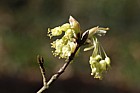 Acer opalus Italian Maple