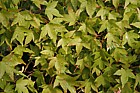 Acer palmatum Japanese maple leaves