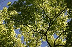 Acer palmatum Japanese Maple